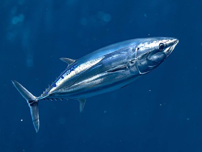 The nutritional value and efficacy of tuna