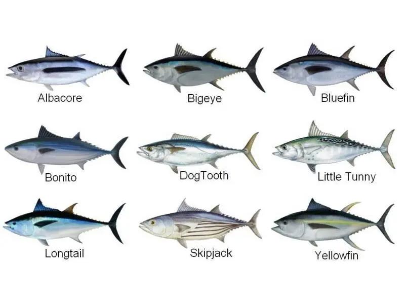 Which type of tuna is the healthiest?